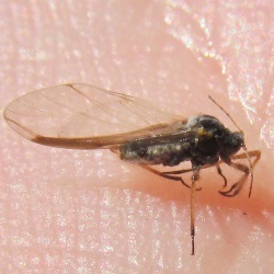 Cinara pilicornis